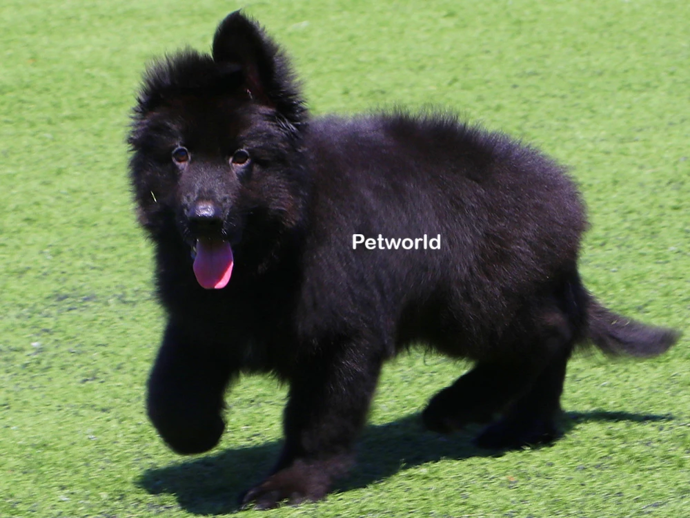 Zeyd von Petworld(0865) gallery 9
