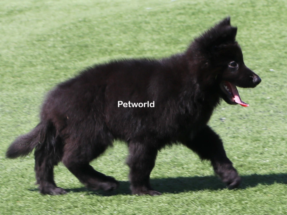 Zeyd von Petworld(0865) gallery 7
