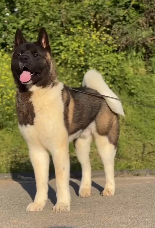 Diesel gallery video 1