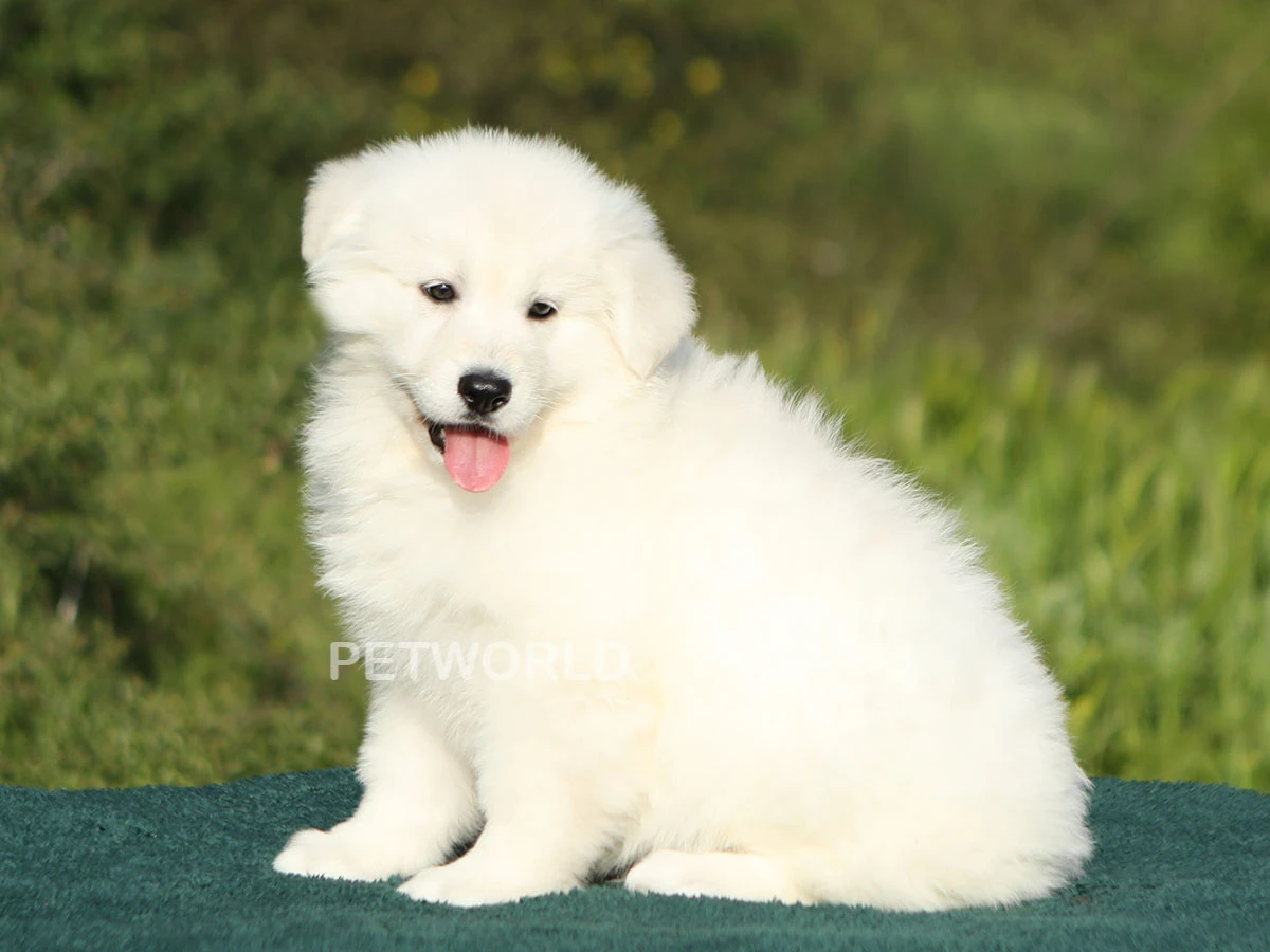 Milo