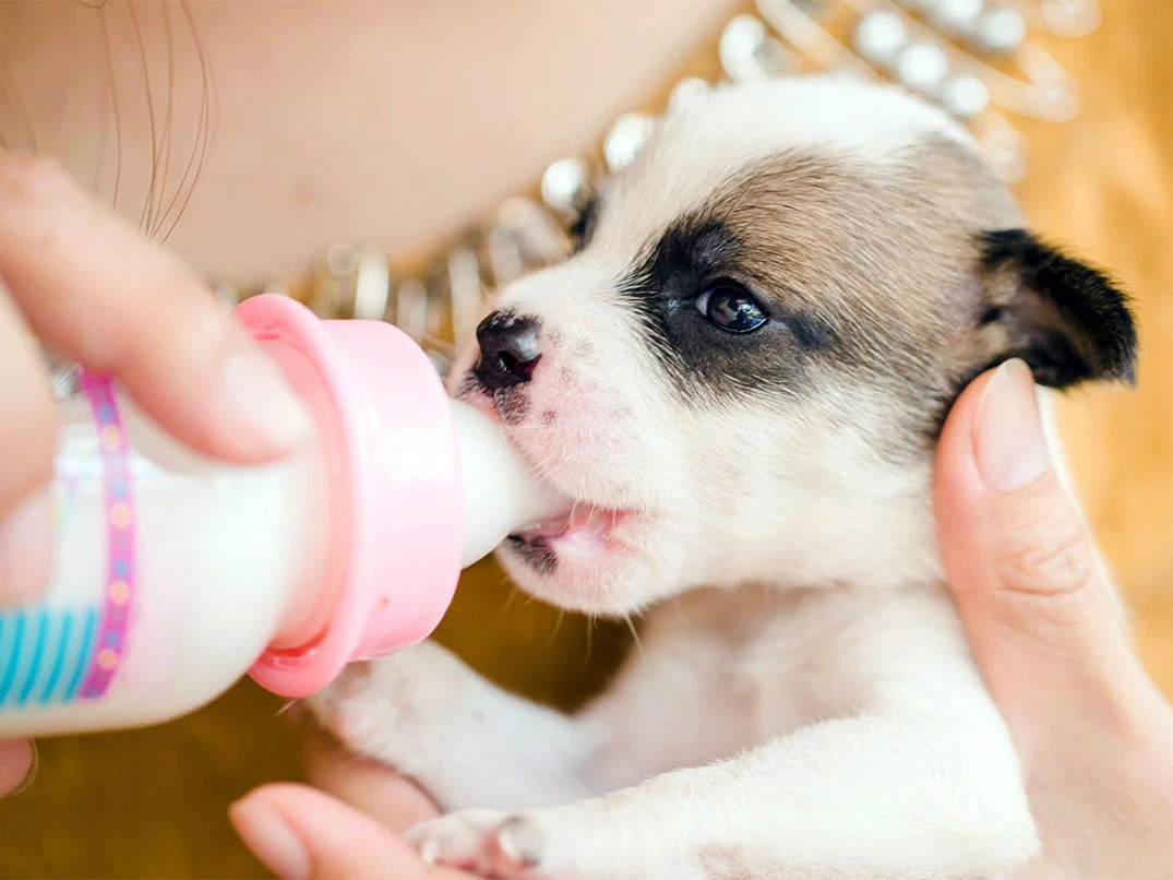1 Aylık Yavru Köpek Ne Yer?