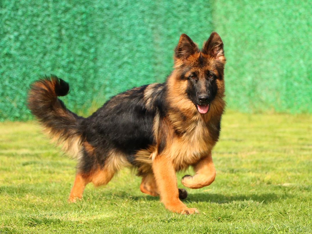 4 Aylık Alman Kurdu Kaç Kilo Olmalı?