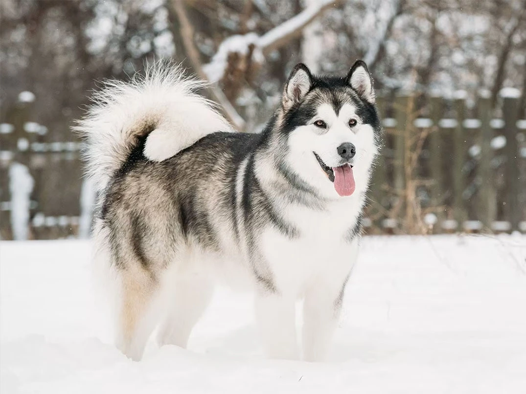 Alaska Kurdu ve Sibirya Kurdu Arasındaki Farklar