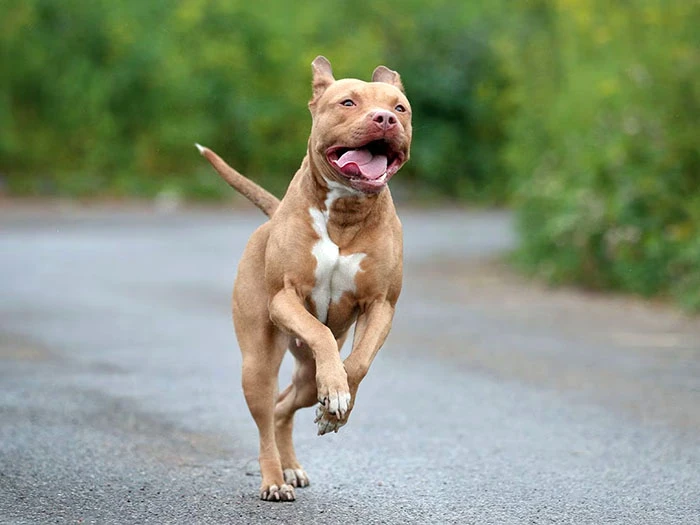 Amerikan Pitbull Terrier Irk Rehberi gallery 4