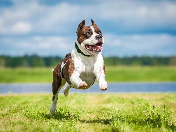 Amerikan Pitbull Terrier Irk Rehberi gallery 2
