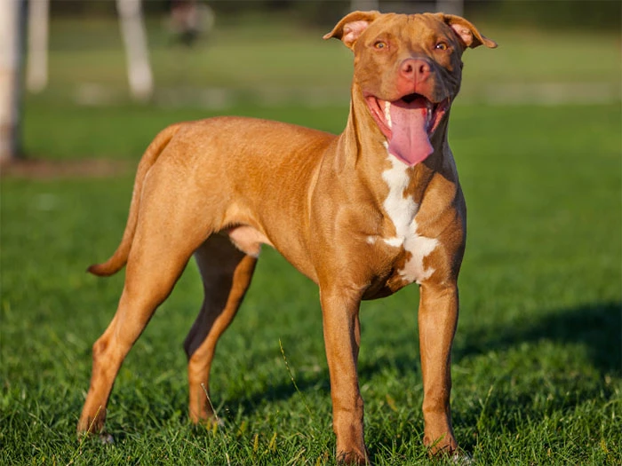 Amerikan Pitbull Terrier Irk Rehberi gallery 1