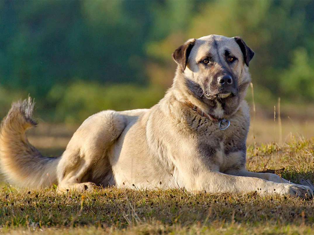Anadolu Çoban Köpeği ve Kangal Arasındaki Farklar Nelerdir?