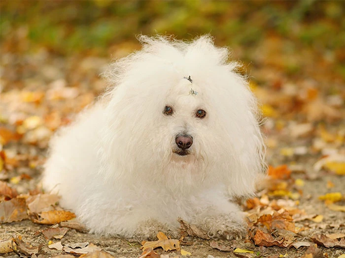 Bichon Bolognese Köpek Irk Rehberi gallery 3