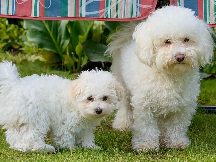 Bichon Bolognese Köpek Irk Rehberi gallery 4