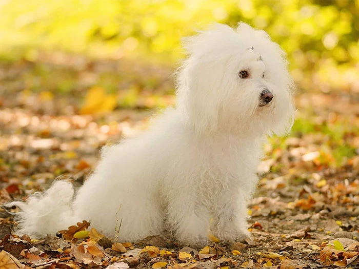 Bichon Bolognese Köpek Irk Rehberi gallery 1