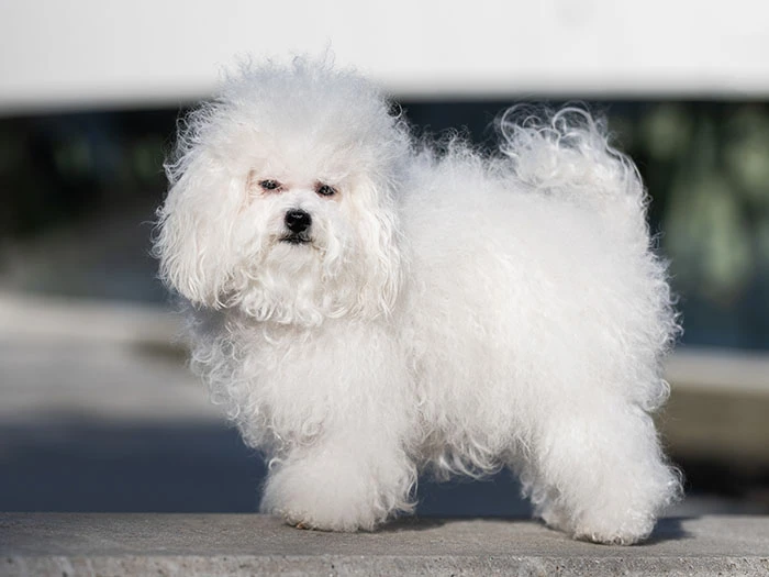 Bichon Bolognese Köpek Irk Rehberi gallery 2