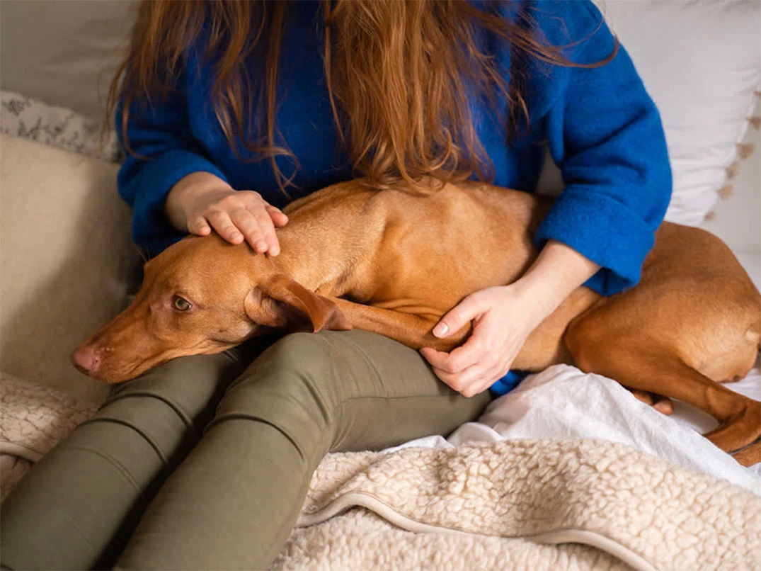 Böbrek Yetmezliği Olan Köpek Ne Kadar Yaşar?