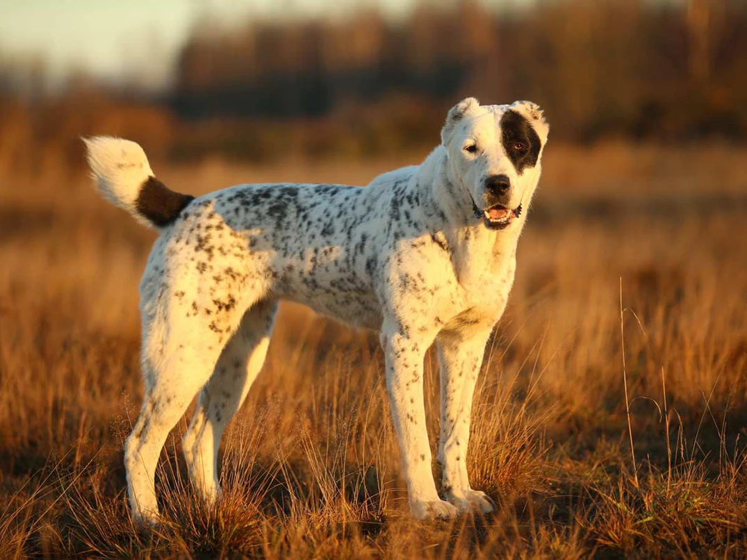 En Popüler Büyük Köpek Irkları Hangileri?