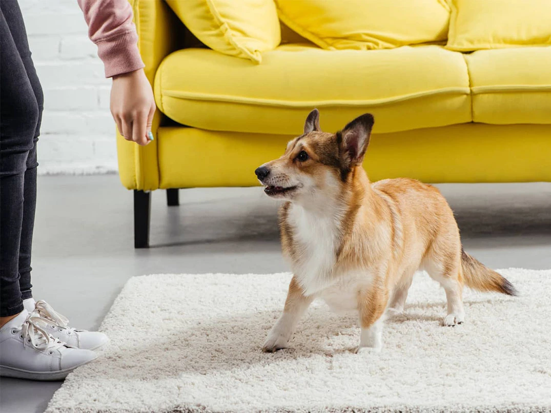 Hangi Durumlarda Veterinere Başvurulmalıdır? Dişi Köpeğin Kızgınlık Dönemi Kaç Gün Sürer?