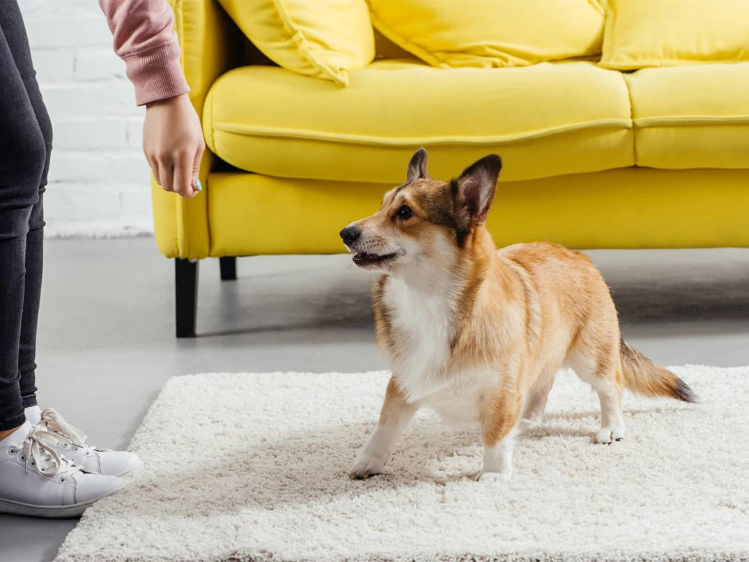 Dişi Köpeklerde Regl Kaç Gün Sürer?