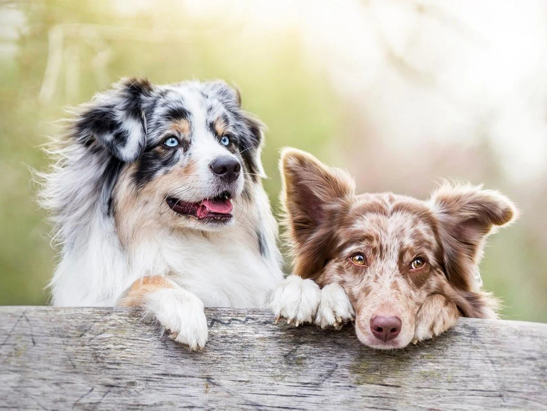 Dişi Köpek mi Erkek Köpek mi Almalıyım?