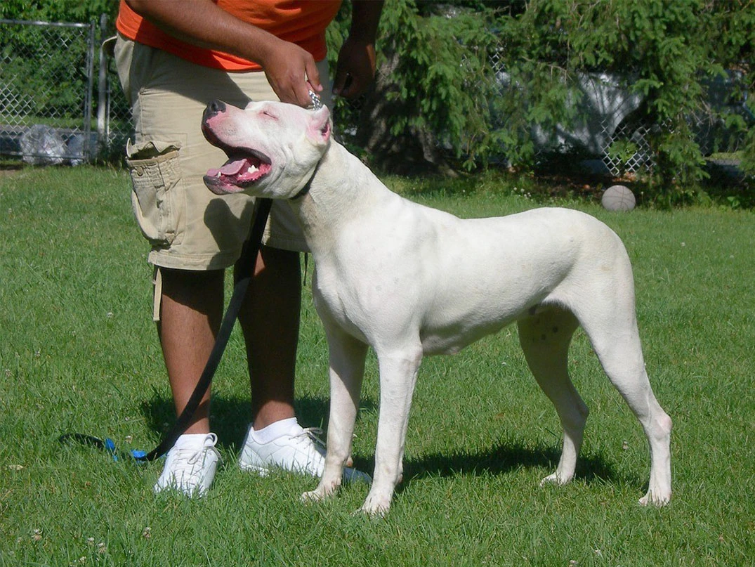 Dogo Argentino Sahibine Saldırır mı?