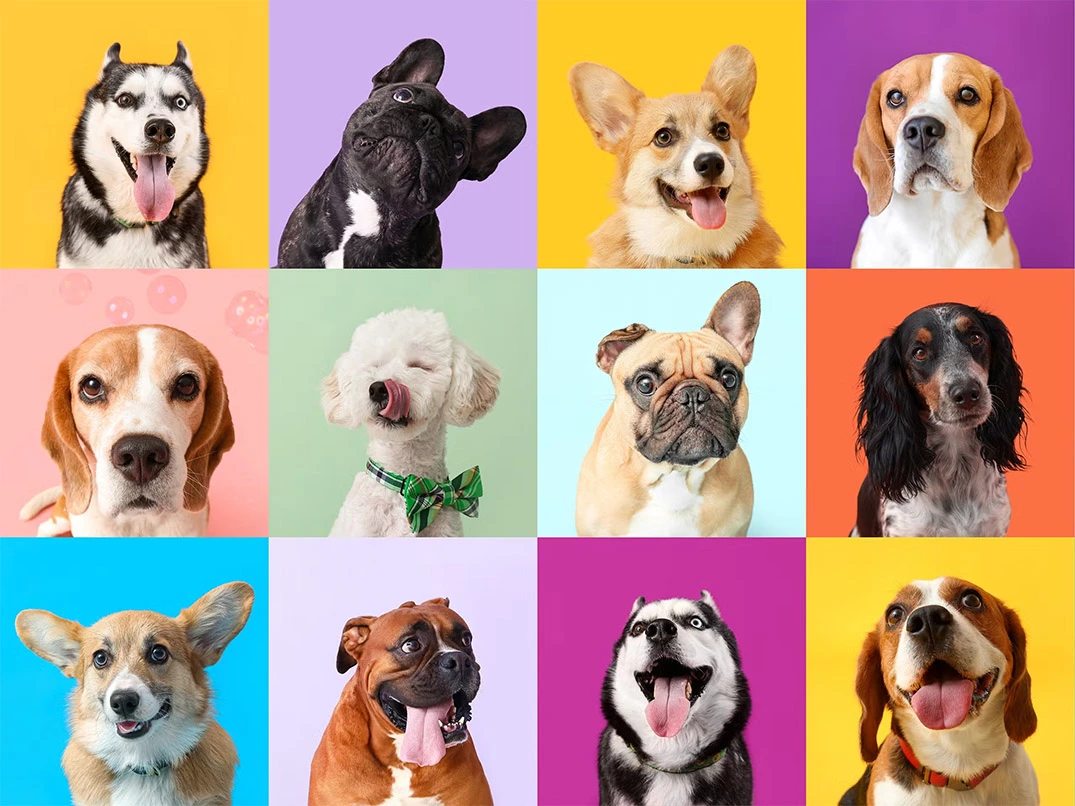 Dünyada Kaç Farklı Köpek Türü Vardır?