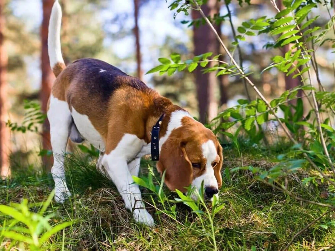 En İyi Koku Alan Köpek Cinsi Hangisidir?