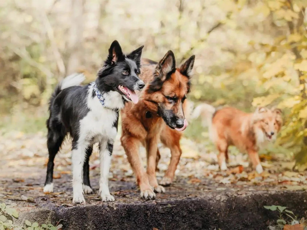 En Uzun Yaşayan Köpek Kaç Yıl Yaşar?
