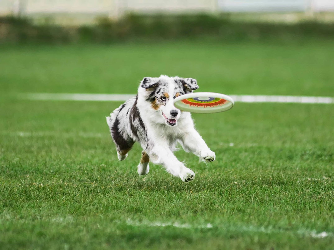 En Zeki Köpek Irkları Hangileridir?