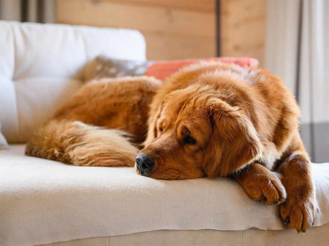 Epilepsi Hastası Köpek Ne Kadar Yaşar?