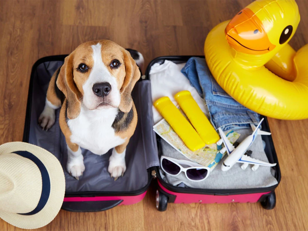 Evcil Hayvan ile Seyahat Rehberi