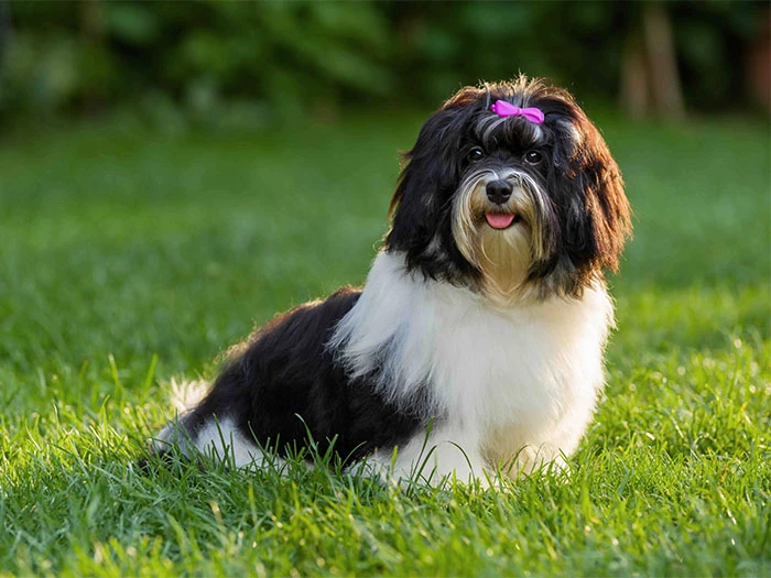 Havanese Irk Rehberi gallery 4