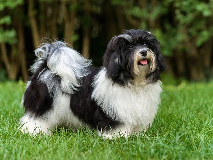 Havanese Irk Rehberi gallery 1