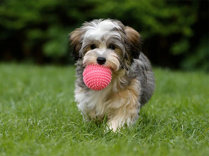 Havanese Irk Rehberi gallery 2