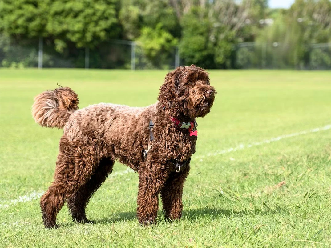 Kıvırcık Tüylü Köpek Cinsleri Nelerdir?