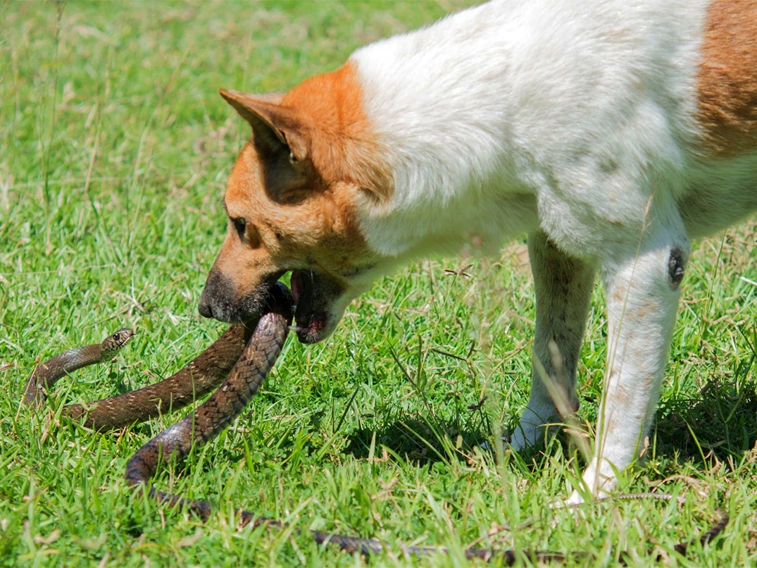 Köpeği Yılan Sokarsa Ne Olur?