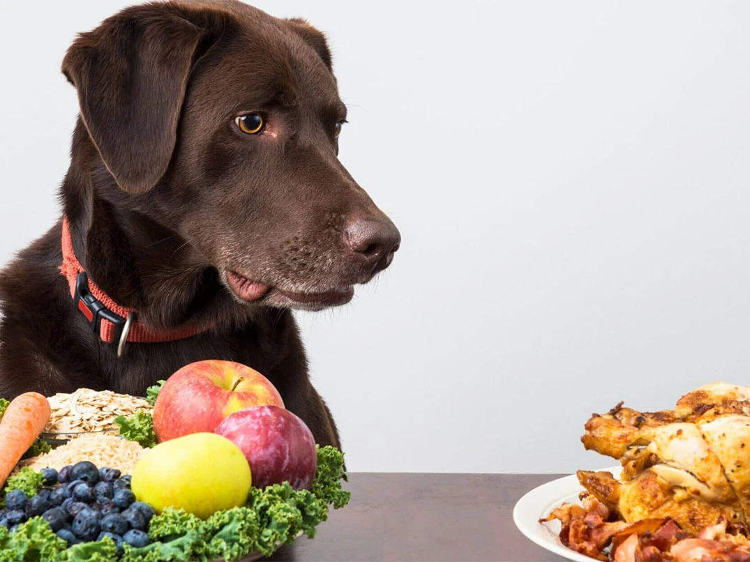 Köpeğim Ev Yemeği Yiyor, Mamasını Yemiyor: Ne Yapılmalı?