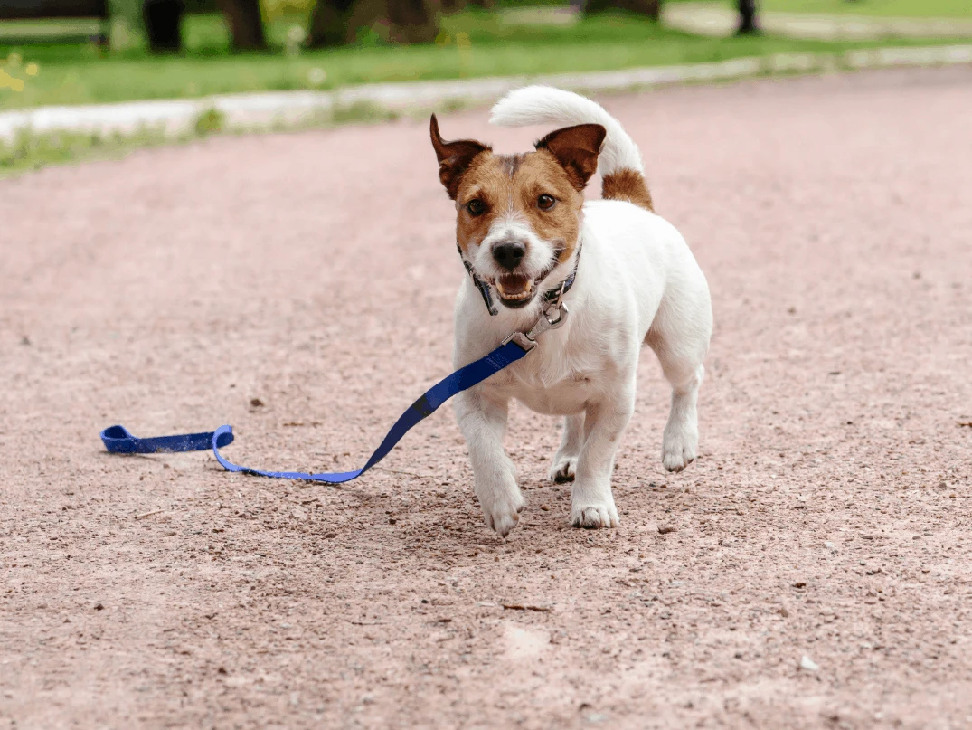 Köpeğim Kayboldu, Ne Yapmalıyım?