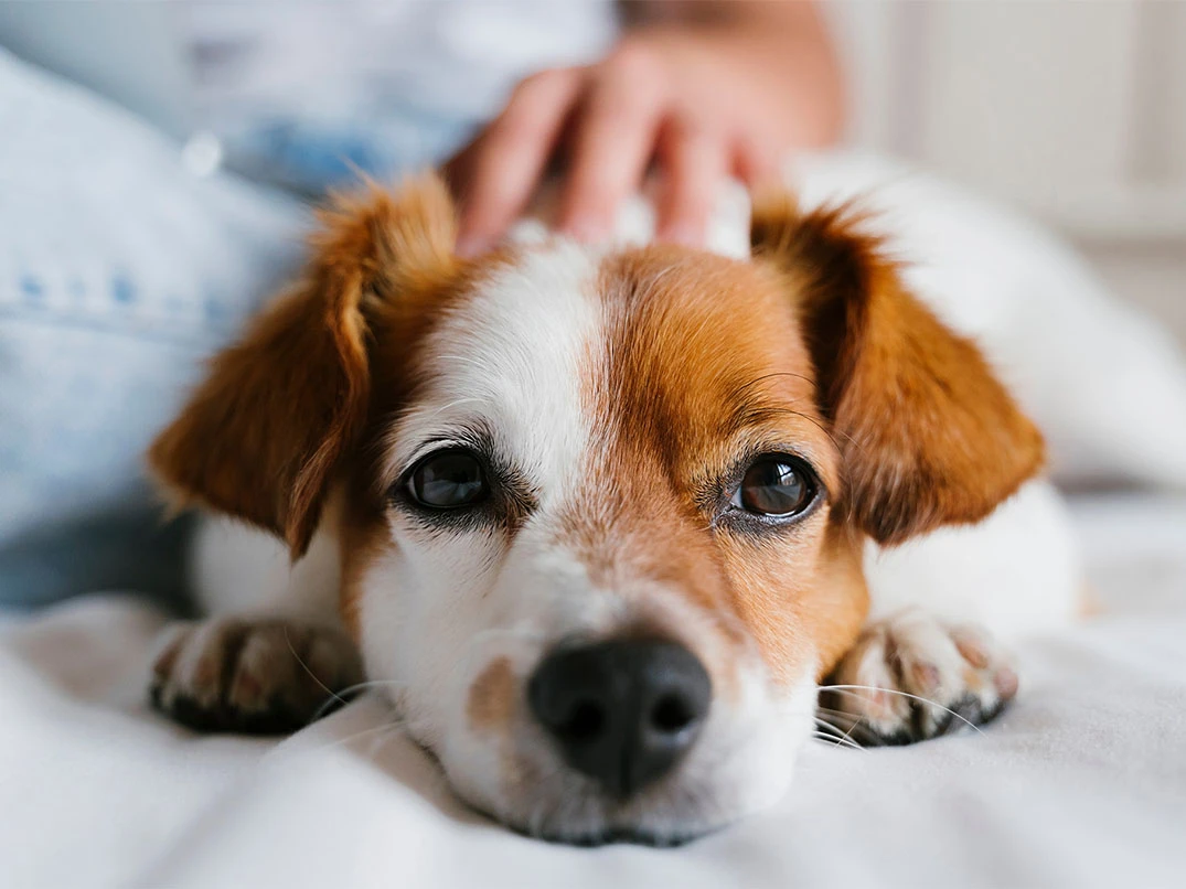 Köpeğim Kusuyor, Yemek Yemiyor ve Halsiz: Ne Yapılmalı?