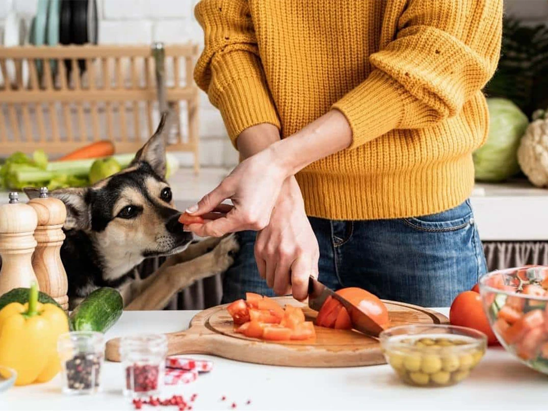 Köpeğimin Kilo Alması İçin Ne Yapmalıyım?