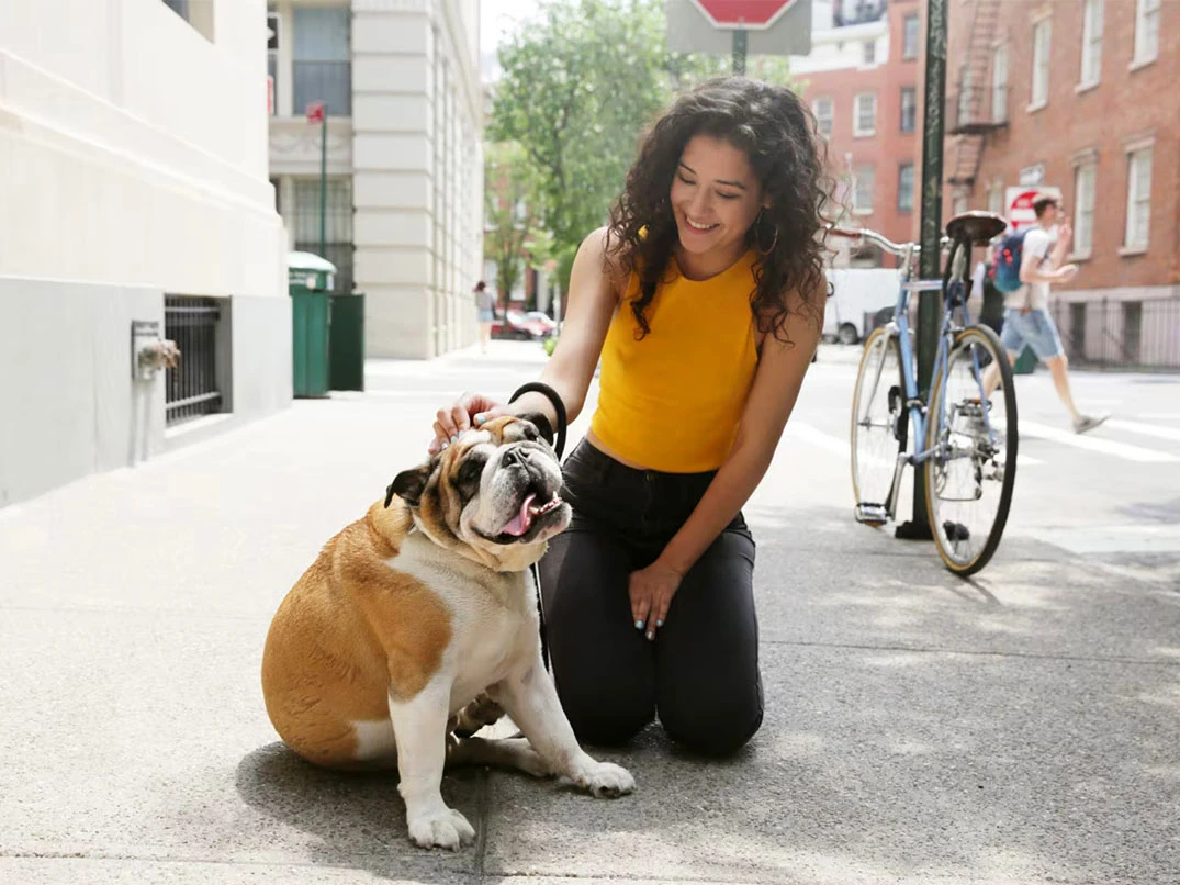 Köpeğin Hamile Olduğu Nasıl Anlaşılır?