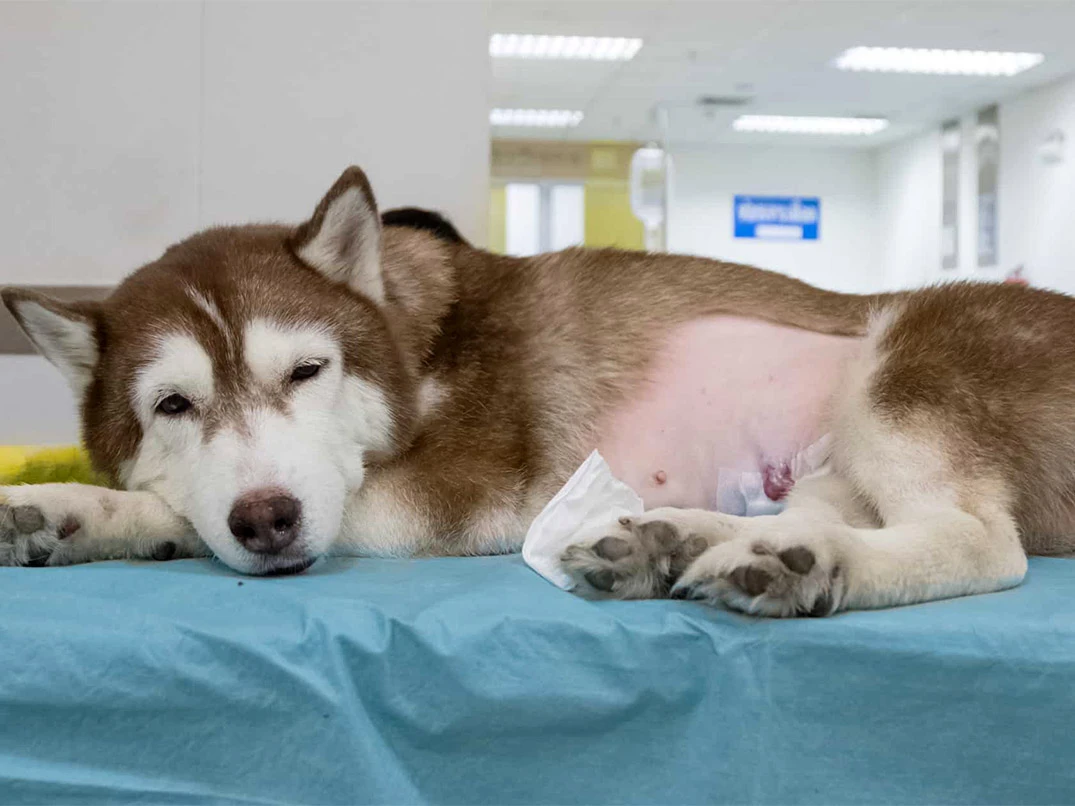 Köpek Ayak İncinmesine Ne İyi Gelir?