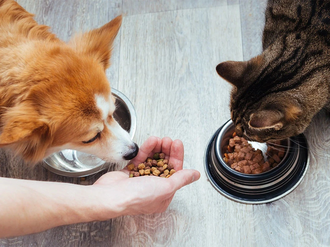 Köpek Kedi Maması Yerse Ne Olur?