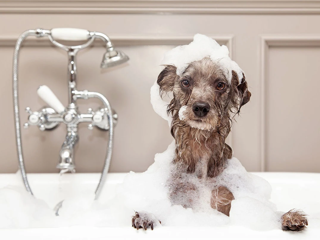 Köpek Nasıl Yıkanır? Köpek Yıkama Sıklığı Ne Olmalıdır?