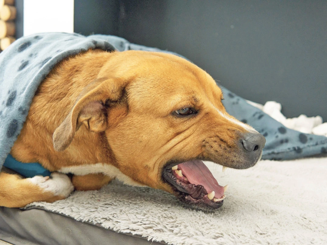 Köpek Öksürüğü Nedir, Neden Olur ve Nasıl Geçer?