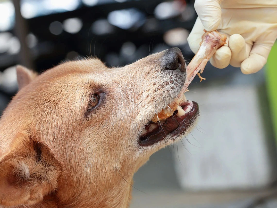 Köpek Tavuk Kemiği Yerse Ne Olur?