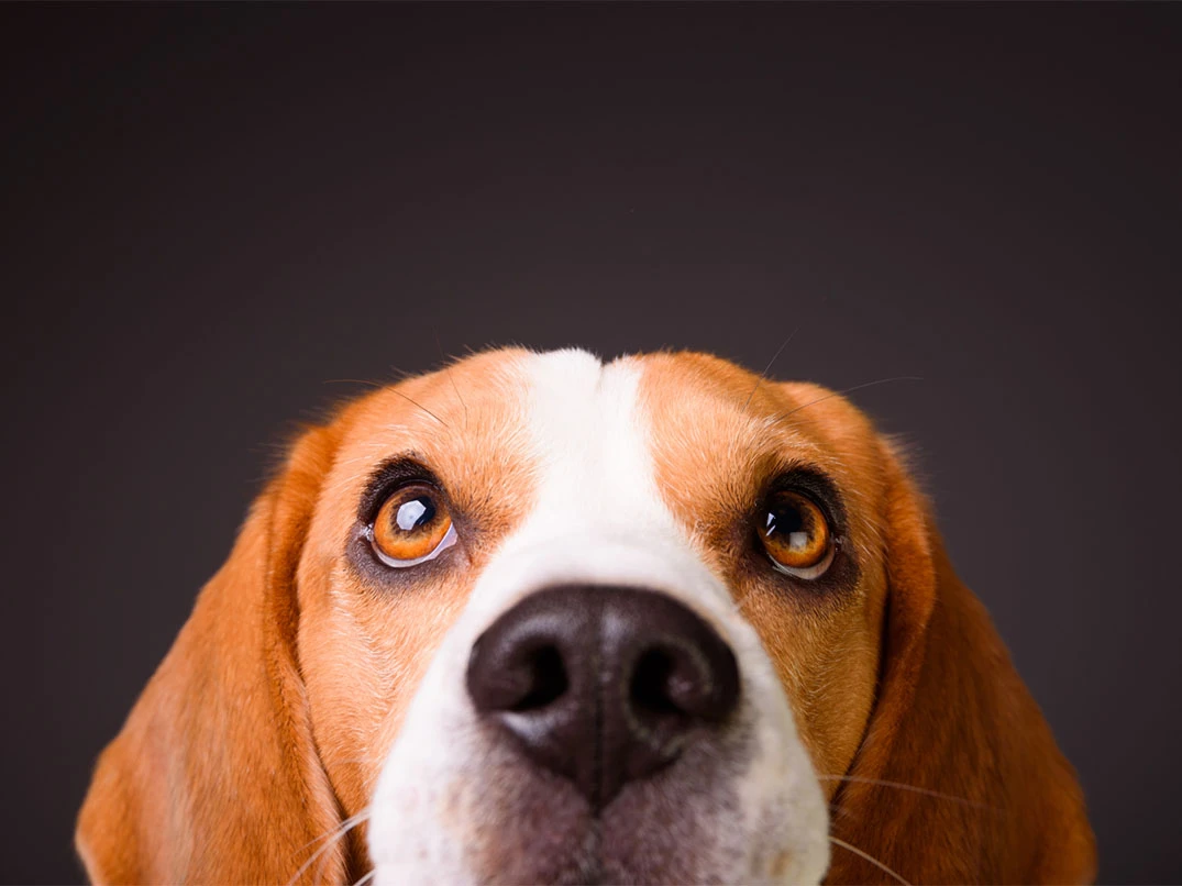 Köpekler Dünyayı Nasıl Görür?