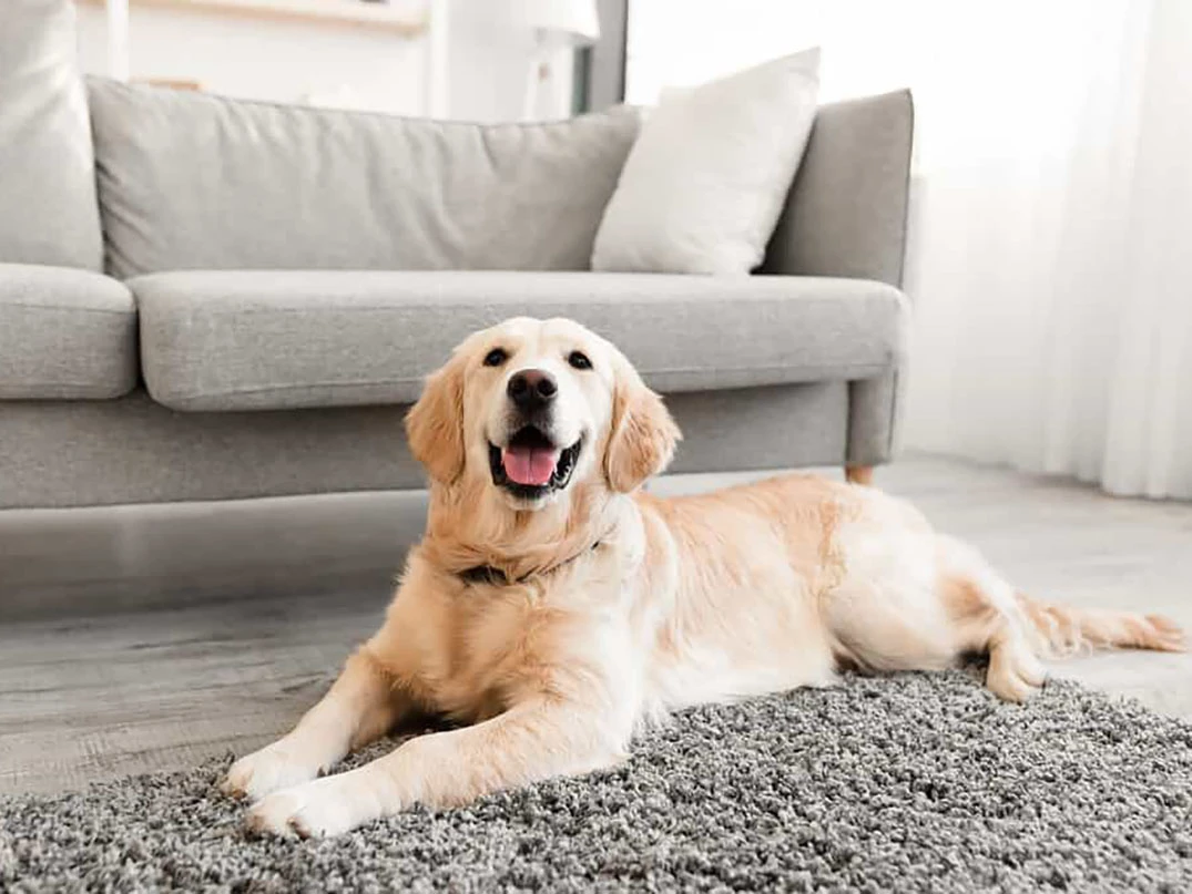 Köpekler Evde Yalnız Kalabilir mi?