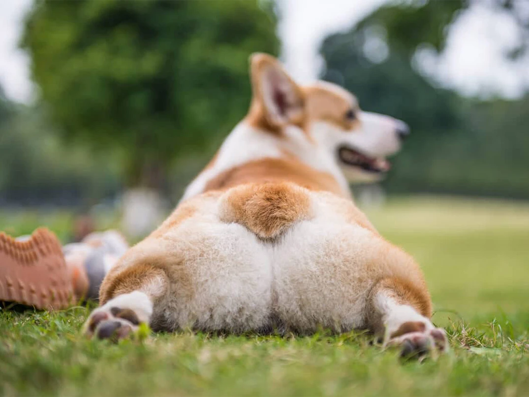 Köpekler Gaz Çıkarır mı?