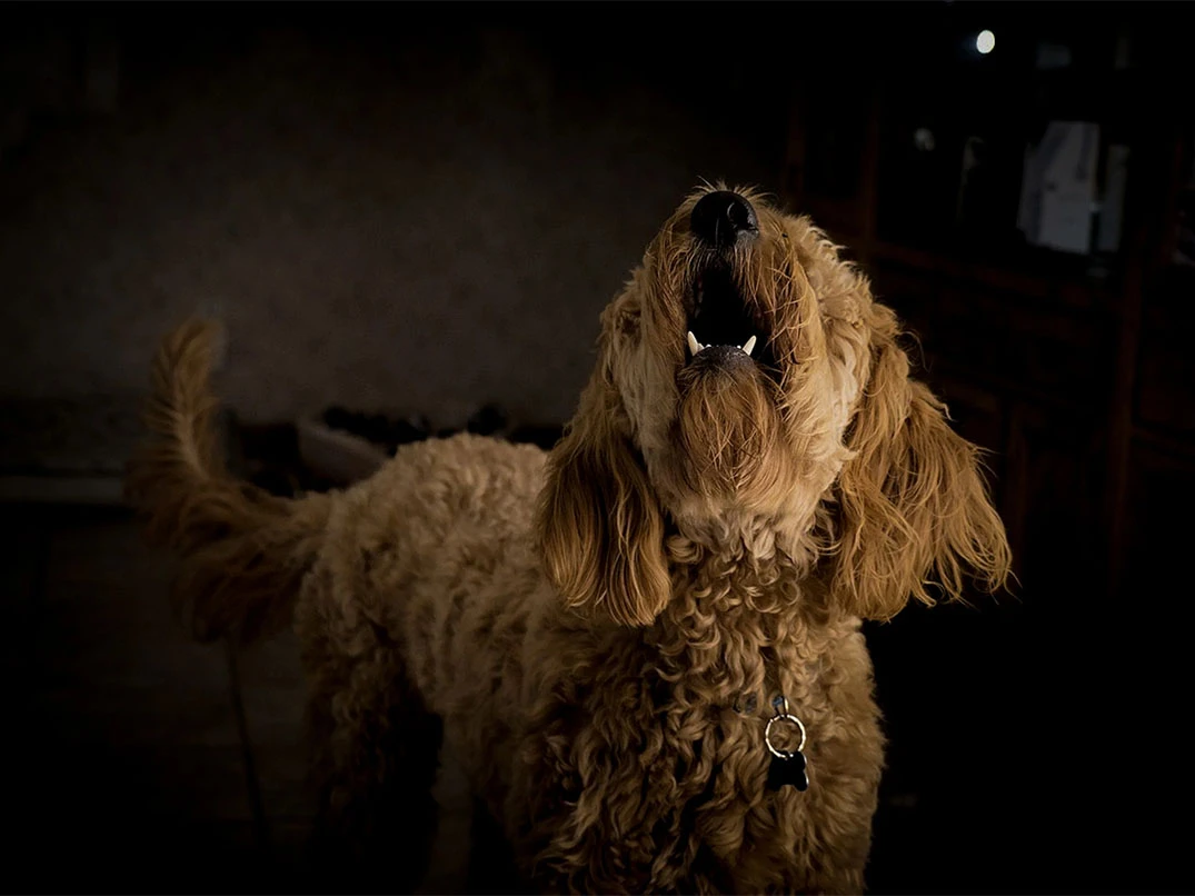 Köpekler Gece Neden Havlar?