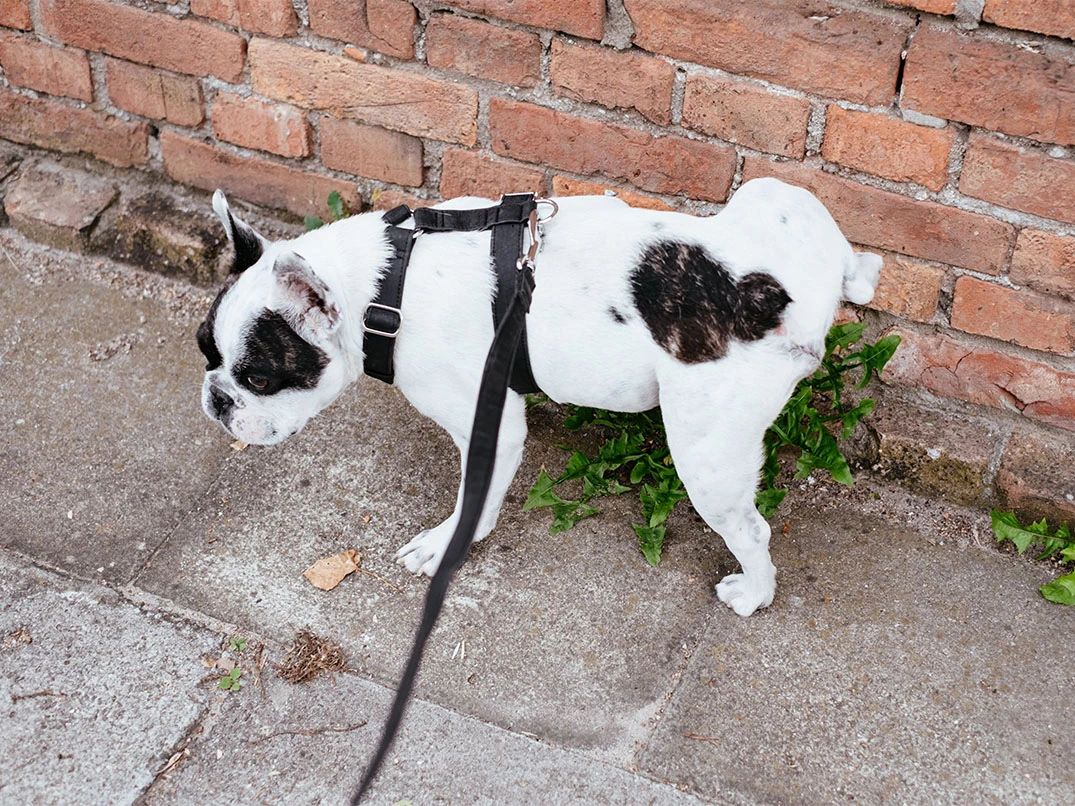 Köpekler Günde Kaç Kez Tuvalete Çıkarılmalı?