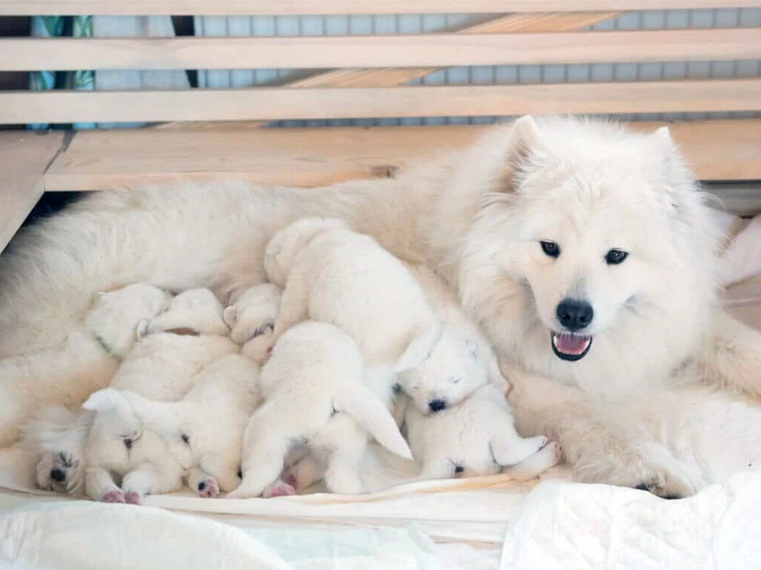 Köpekler İlk Doğumda Kaç Yavru Doğurur?