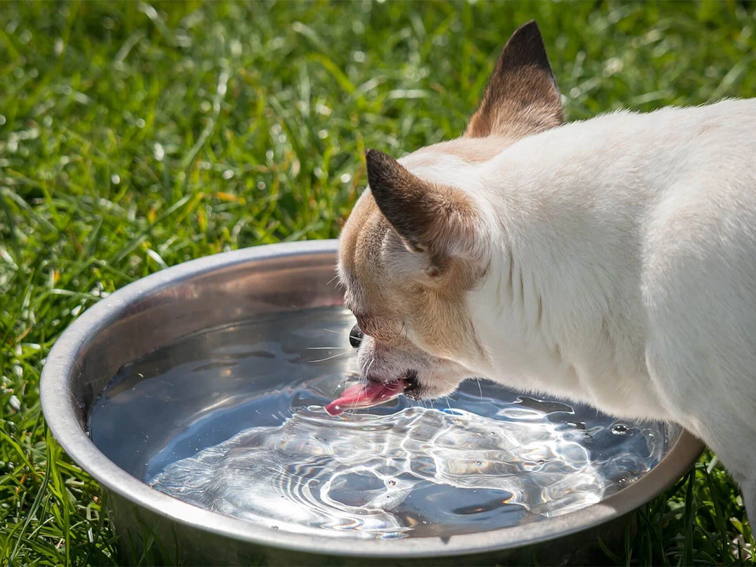 Köpekler Neden Çok Su İçer?