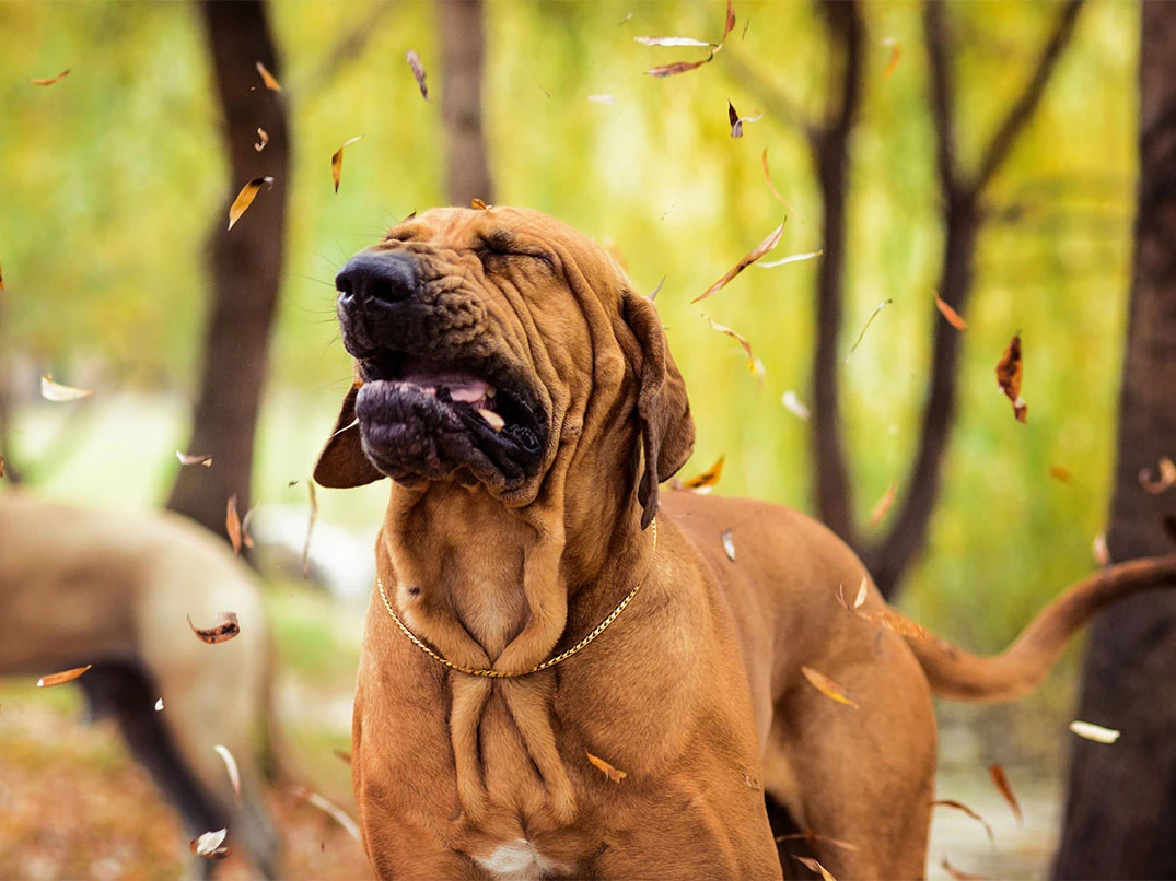 Köpekler Neden Hapşırır?